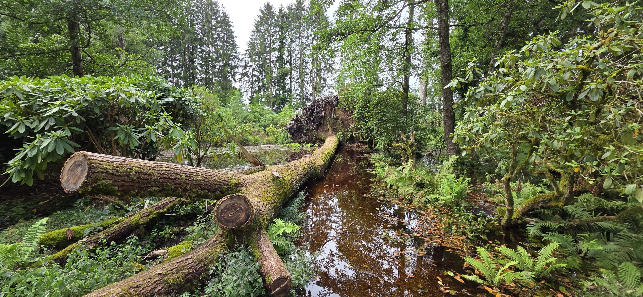 Ein Tag im Seleger Moor – Naturwunder zwischen Wurzeln und Wasser
